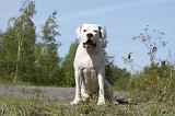 DOGUE ARGENTIN 006
